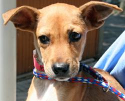 A sato stray, Robie was rescued from a cruel fate at Puerto Rico's infamous "Dead Dog Beach"